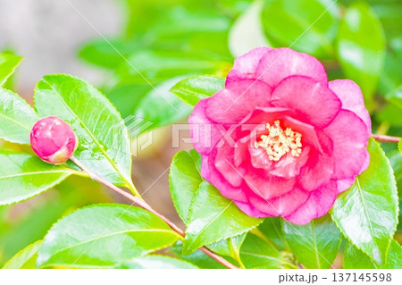 家の周りの草花 四季の色々 庭の垣根に赤い花が咲きました 美しく妖艶に輝く可憐な山茶花の花 家の周りの草花 四季の色々 庭の垣根に赤い花が咲きました 美しく妖艶に輝く可憐な山茶花の花 137145598