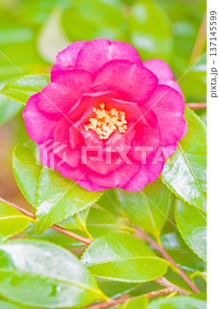 家の周りの草花 四季の色々 庭の垣根に赤い花が咲きました 美しく妖艶に輝く可憐な山茶花の花 家の周りの草花 四季の色々 庭の垣根に赤い花が咲きました 美しく妖艶に輝く可憐な山茶花の花 137145599