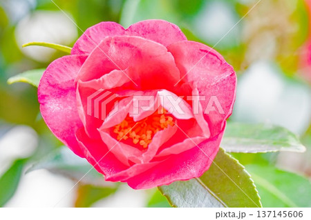 家の周りの草花 四季の色々 庭の垣根に赤い花が咲きました 美しく妖艶に輝く可憐な山茶花の花 家の周りの草花 四季の色々 庭の垣根に赤い花が咲きました 美しく妖艶に輝く可憐な山茶花の花 137145606