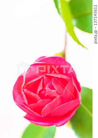 家の周りの草花 四季の色々 庭の垣根に赤い花が咲きました 美しく妖艶に輝く可憐な山茶花の花 家の周りの草花 四季の色々 庭の垣根に赤い花が咲きました 美しく妖艶に輝く可憐な山茶花の花 137145611