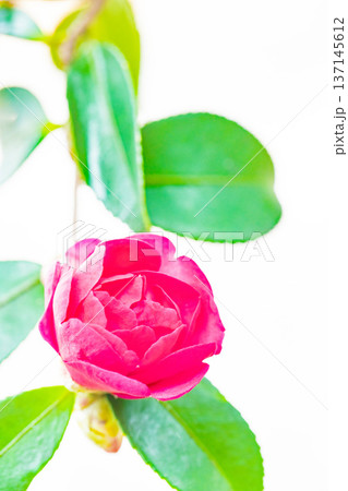 家の周りの草花　四季の色々　庭の垣根に赤い花が咲きました　美しく妖艶に輝く可憐な山茶花の花 137145612