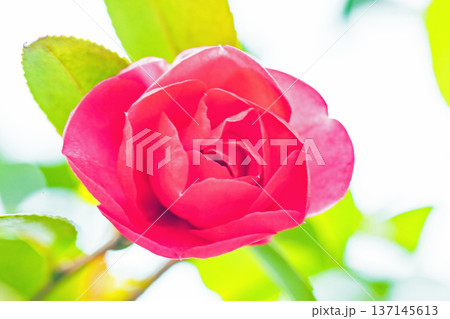 家の周りの草花 四季の色々 庭の垣根に赤い花が咲きました 美しく妖艶に輝く可憐な山茶花の花 家の周りの草花 四季の色々 庭の垣根に赤い花が咲きました 美しく妖艶に輝く可憐な山茶花の花 137145613