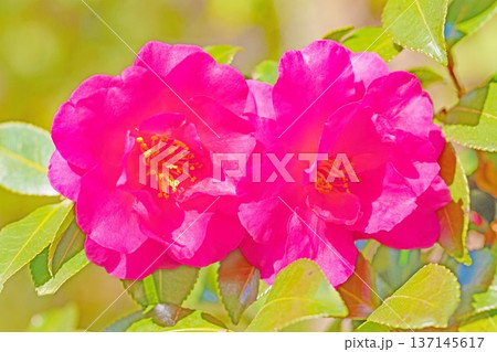 家の周りの草花 四季の色々 庭の垣根に赤い花が咲きました 美しく妖艶に輝く可憐な山茶花の花 家の周りの草花 四季の色々 庭の垣根に赤い花が咲きました 美しく妖艶に輝く可憐な山茶花の花 137145617