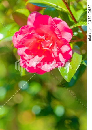 家の周りの草花 四季の色々 庭の垣根に赤い花が咲きました 美しく妖艶に輝く可憐な山茶花の花 家の周りの草花 四季の色々 庭の垣根に赤い花が咲きました 美しく妖艶に輝く可憐な山茶花の花 137145622