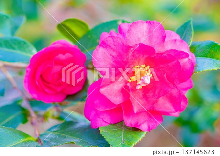 家の周りの草花 四季の色々 庭の垣根に赤い花が咲きました 美しく妖艶に輝く可憐な山茶花の花 家の周りの草花 四季の色々 庭の垣根に赤い花が咲きました 美しく妖艶に輝く可憐な山茶花の花 137145623