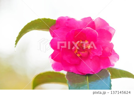 家の周りの草花　四季の色々　庭の垣根に赤い花が咲きました　美しく妖艶に輝く可憐な山茶花の花 137145624