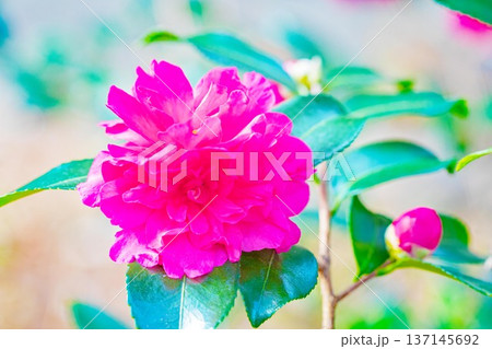 家の周りの草花 四季の色々 庭の垣根に赤い花が咲きました 美しく妖艶に輝く可憐な山茶花の花 家の周りの草花 四季の色々 庭の垣根に赤い花が咲きました 美しく妖艶に輝く可憐な山茶花の花 137145692