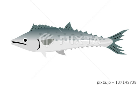 シンプルでかわいい鰆（サワラ）のイラスト　食べ物・魚のベクター素材 137145739
