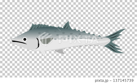 シンプルでかわいい鰆（サワラ）のイラスト　食べ物・魚のベクター素材 137145739