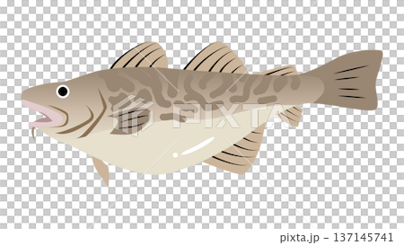 シンプルでかわいい鱈(タラ)のイラスト 食べ物・魚のベクター素材 シンプルでかわいい鱈(タラ)のイラスト 食べ物・魚のベクター素材 137145741