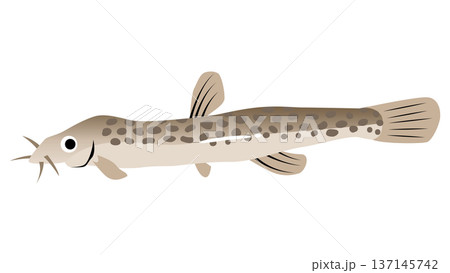 シンプルでかわいいドジョウのイラスト　食べ物・魚のベクター素材 137145742