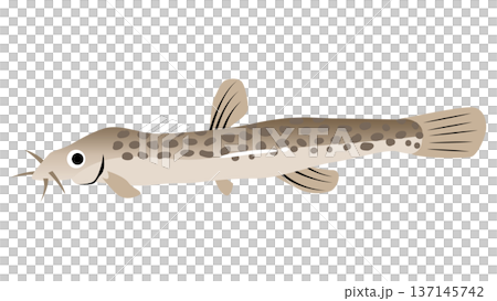 シンプルでかわいいドジョウのイラスト　食べ物・魚のベクター素材 137145742