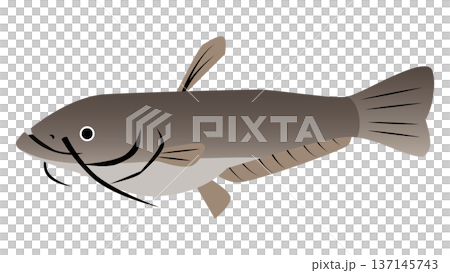 Simple and cute catfish illustration Food and fish vector material Simple and cute catfish illustration Food and fish vector material 137145743