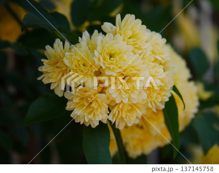黄色いモッコウバラの花 黄色いモッコウバラの花 137145758