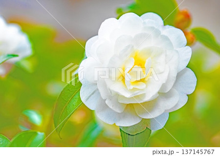 家の周りの草花　四季の色々　庭の垣根に白い花が咲きました　清く美しい可憐な山茶花の花 137145767