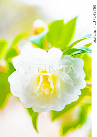 家の周りの草花 四季の色々 庭の垣根に白い花が咲きました 清く美しい可憐な山茶花の花 家の周りの草花 四季の色々 庭の垣根に白い花が咲きました 清く美しい可憐な山茶花の花 137145769
