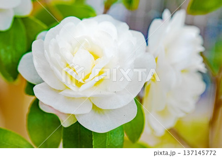 家の周りの草花 四季の色々 庭の垣根に白い花が咲きました 清く美しい可憐な山茶花の花 家の周りの草花 四季の色々 庭の垣根に白い花が咲きました 清く美しい可憐な山茶花の花 137145772