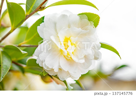 家の周りの草花 四季の色々 庭の垣根に白い花が咲きました 清く美しい可憐な山茶花の花 家の周りの草花 四季の色々 庭の垣根に白い花が咲きました 清く美しい可憐な山茶花の花 137145776