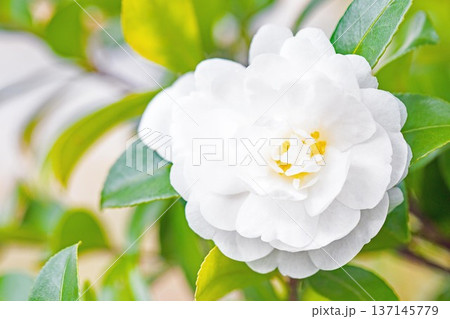 家の周りの草花 四季の色々 庭の垣根に白い花が咲きました 清く美しい可憐な山茶花の花 家の周りの草花 四季の色々 庭の垣根に白い花が咲きました 清く美しい可憐な山茶花の花 137145779