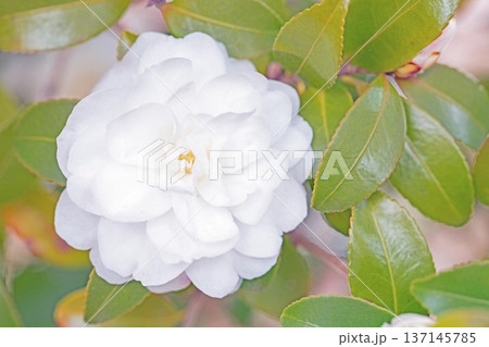 家の周りの草花 四季の色々 庭の垣根に白い花が咲きました 清く美しい可憐な山茶花の花 家の周りの草花 四季の色々 庭の垣根に白い花が咲きました 清く美しい可憐な山茶花の花 137145785