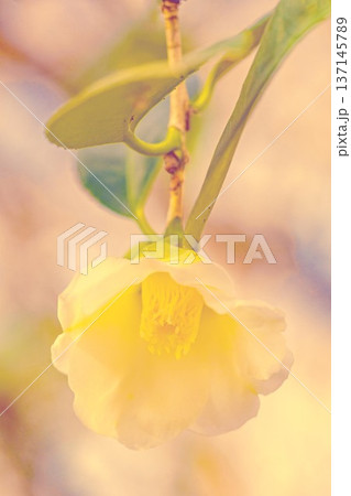 家の周りの草花 四季の色々 庭の垣根に白い花が咲きました 清く美しい可憐な山茶花の花 家の周りの草花 四季の色々 庭の垣根に白い花が咲きました 清く美しい可憐な山茶花の花 137145789