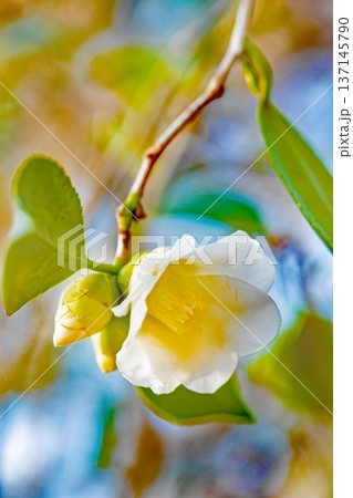 家の周りの草花 四季の色々 庭の垣根に白い花が咲きました 清く美しい可憐な山茶花の花 家の周りの草花 四季の色々 庭の垣根に白い花が咲きました 清く美しい可憐な山茶花の花 137145790
