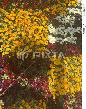 色とりどりの花 色とりどりの花 137146033