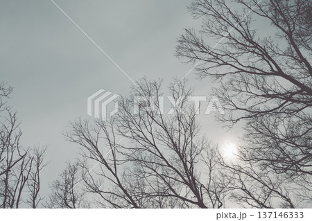曇り空の太陽と冬の樹木のシルエット 137146333