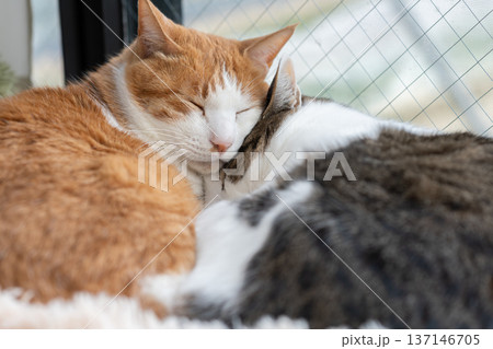 窓辺でくつろぐ二匹の猫 窓辺でくつろぐ二匹の猫 137146705