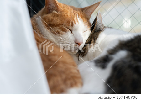 窓辺でくつろぐ二匹の猫 窓辺でくつろぐ二匹の猫 137146708