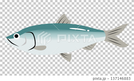 簡單可愛的鯡魚插圖,食物和魚類向量素材 簡單可愛的鯡魚插圖,食物和魚類向量素材 137146883