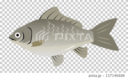 簡單可愛的鯽魚插圖。食物和魚類向量素材。 137146886