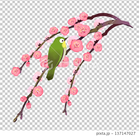 167_しだれ梅とメジロ 137147027