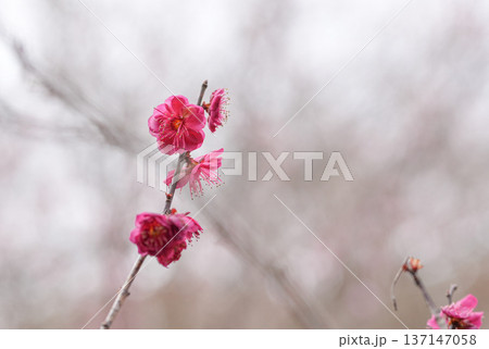 梅の花 137147058