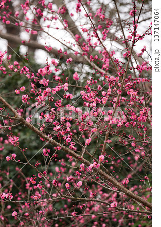 梅の花 137147064