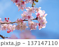 青い空に映えるピンクの河津桜 137147110