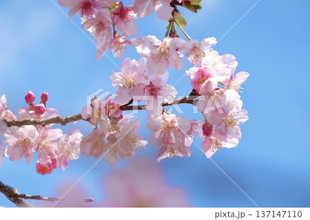 青い空に映えるピンクの河津桜 137147110