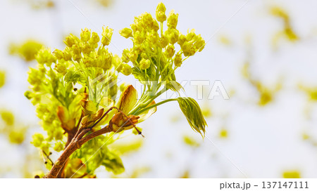 Nice young tender blossoming tree sprout Nice young tender blossoming tree sprout 137147111