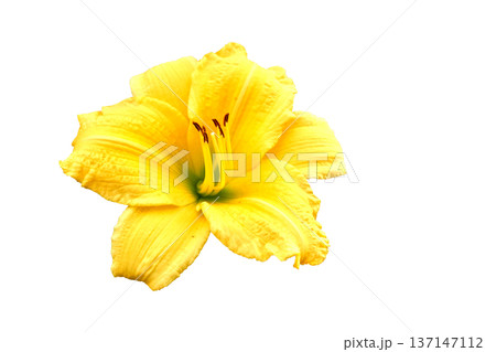 Lily orange yellow Middendorf Daylily on white Lily orange yellow Middendorf Daylily on white 137147112