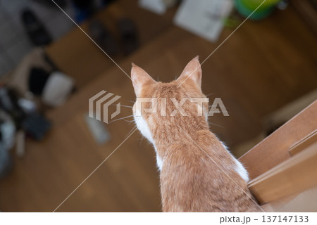 可愛い猫の後ろ姿 茶トラ白 可愛い猫の後ろ姿 茶トラ白 137147133