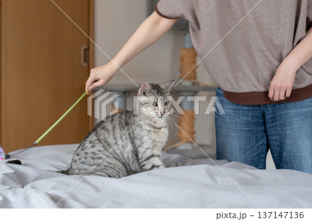 おもちゃで遊ぶ可愛い猫　サバトラ猫 137147136
