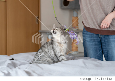 おもちゃで遊ぶ可愛い猫　サバトラ猫 137147138