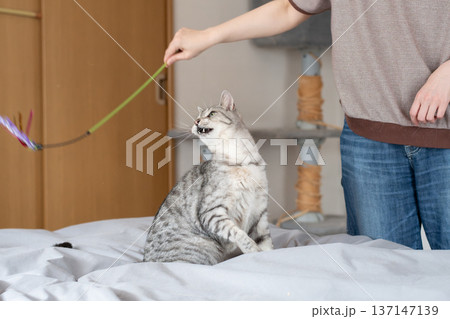 おもちゃで遊ぶ可愛い猫 サバトラ猫 おもちゃで遊ぶ可愛い猫 サバトラ猫 137147139