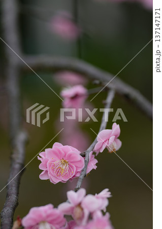 離宮院公園の梅 137147171