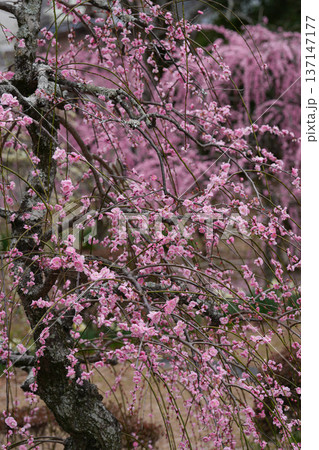 離宮院公園の梅 137147177