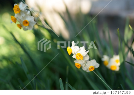水仙の花 水仙の花 137147199