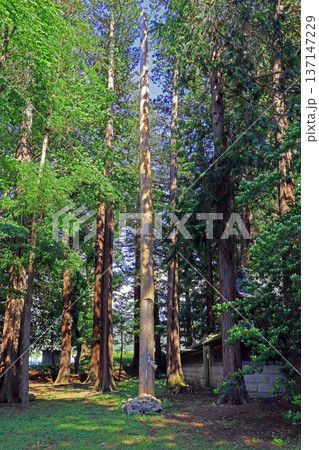 須々岐水神社（松本） 137147229