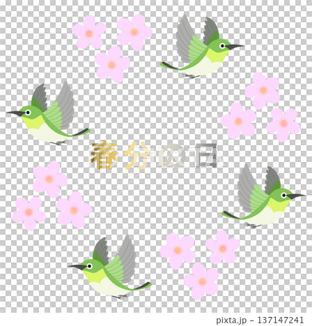 Spring Equinox_Cherry Blossoms and Birds Illustration Spring Equinox_Cherry Blossoms and Birds Illustration 137147241
