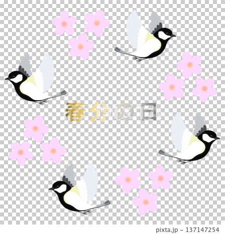 Spring Equinox_Cherry Blossoms and Birds Illustration 137147254