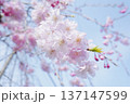 美しい枝垂れ桜 137147599
